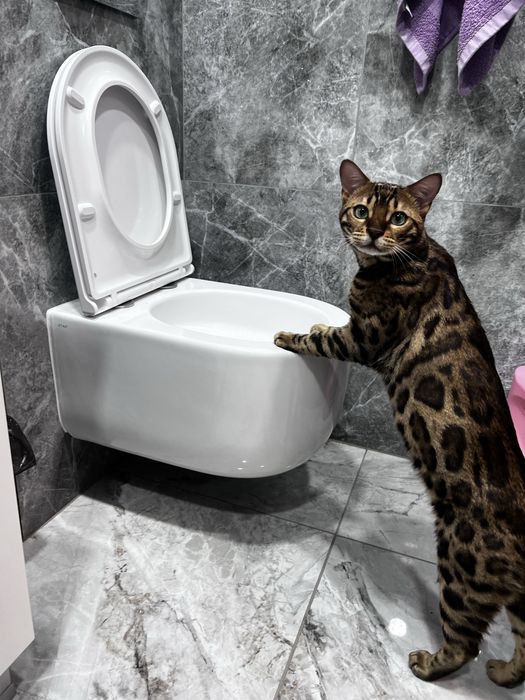 Бенгальський котик