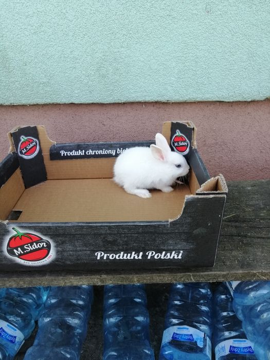 Króliczki karzełki