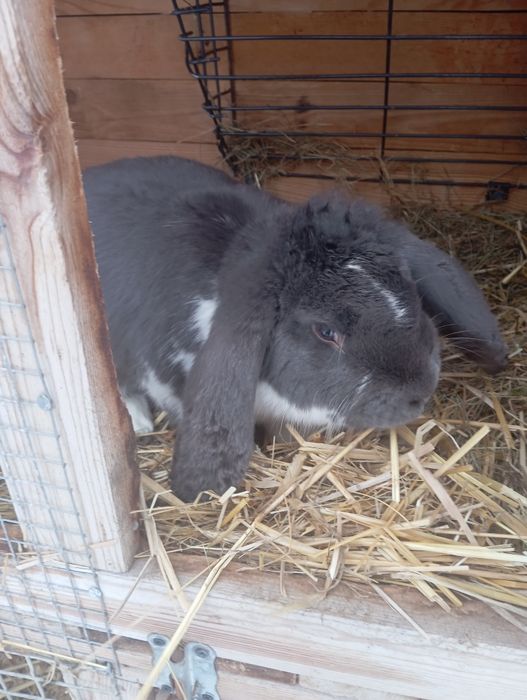 Sprzedam króliki Barany Baran francuski