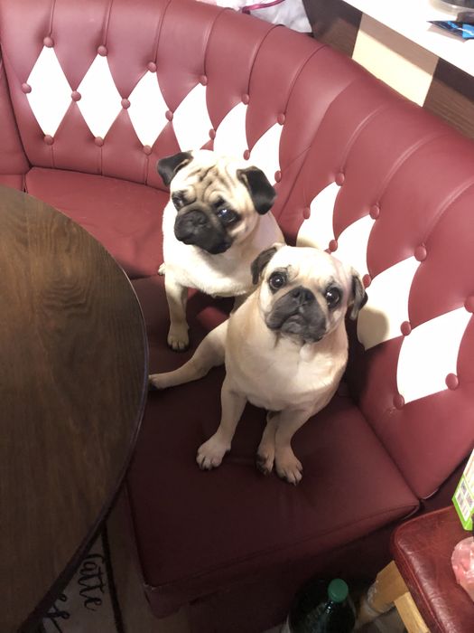 Вʼязка мопс. Щенята