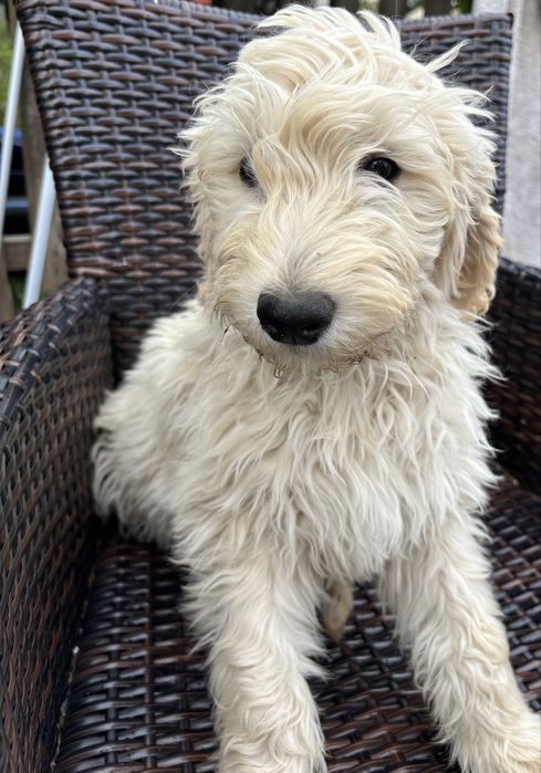 Goldendoodle F1 standard