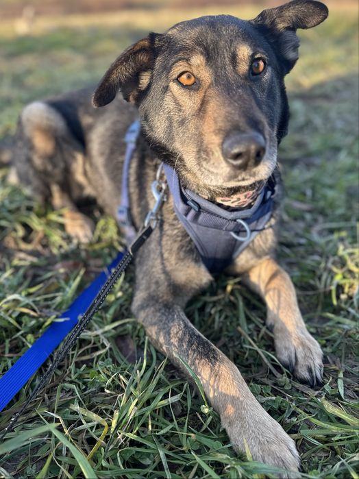 Lupa - 1 rok, roczna suczka ze schroniska