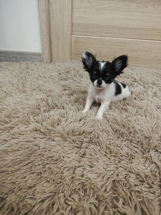 Chihuahua piesek