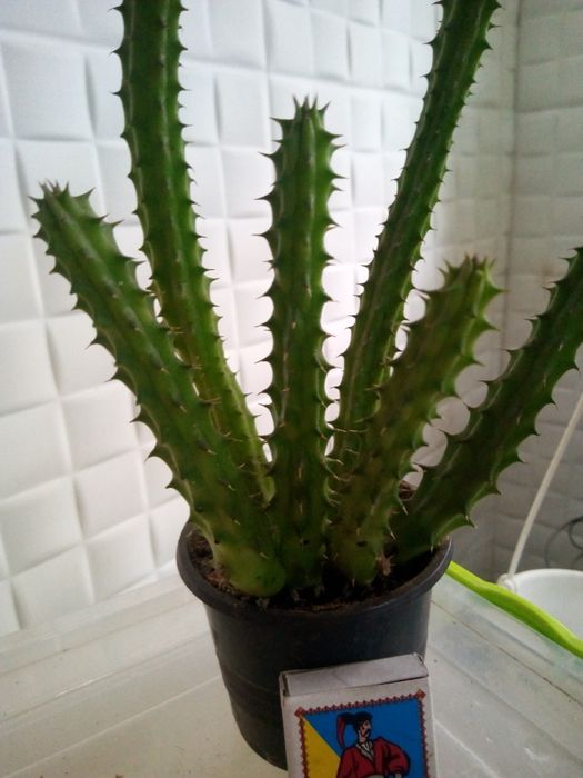 Продам суккулент Гуэрния