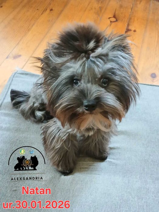 Yorkshire terrier Chłopczyk Natan