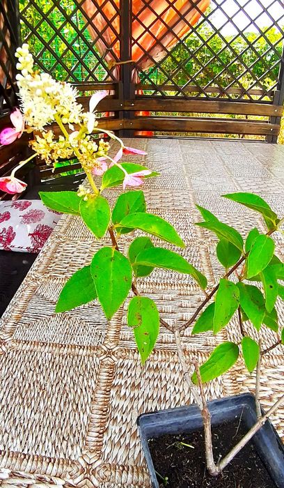 Продам гортензии Пинки Винки, Полар Бир и др. растения