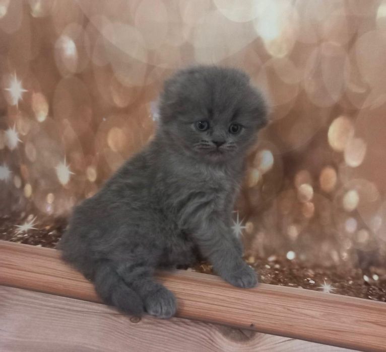 Scottish Fold Azul