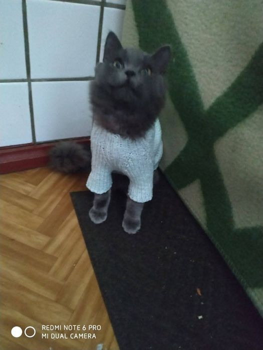 Одяг для собак і котів светрик шапка