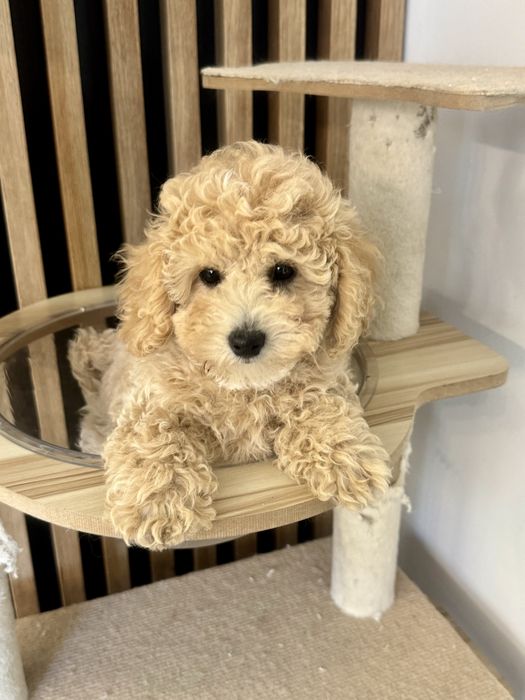 Bichpoo Poochon suczka maltipoo pudel toy