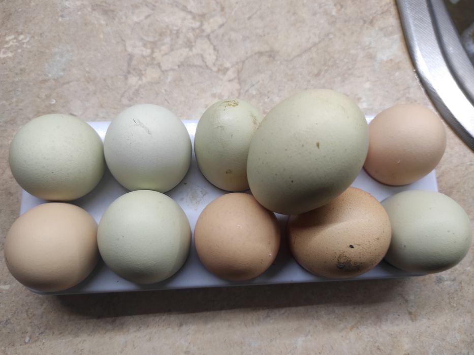 Jajka legowe kurze