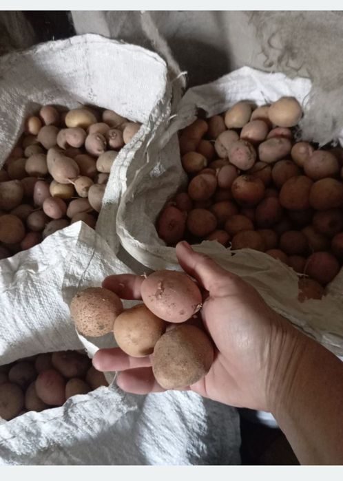 Картопля мілка  чистенька ,ціленька ,без гнилі.