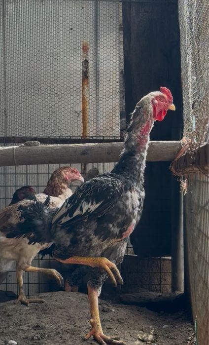 Galos  Indio gigante