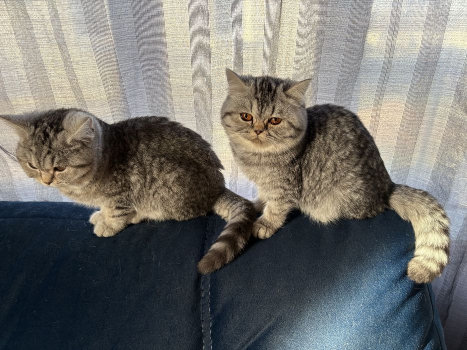 Британські короткошерстні дівчатка