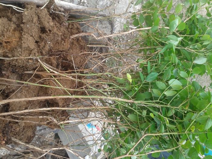 Plantas de mirtilo-variedade Aurora- sem vaso