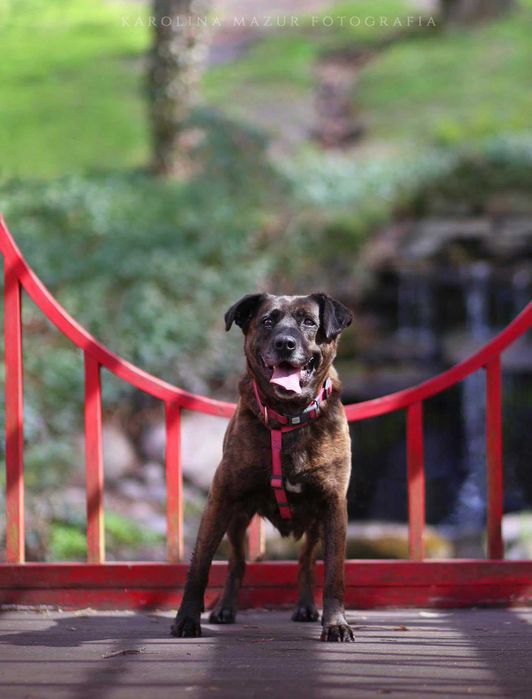 Trufla - urocza sunia do adopcji!
