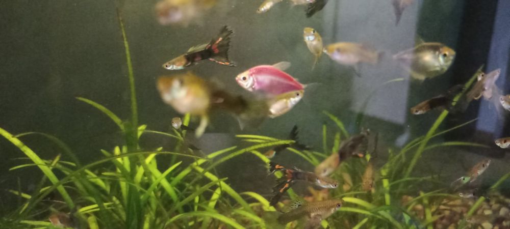 Продам рибок гуппі