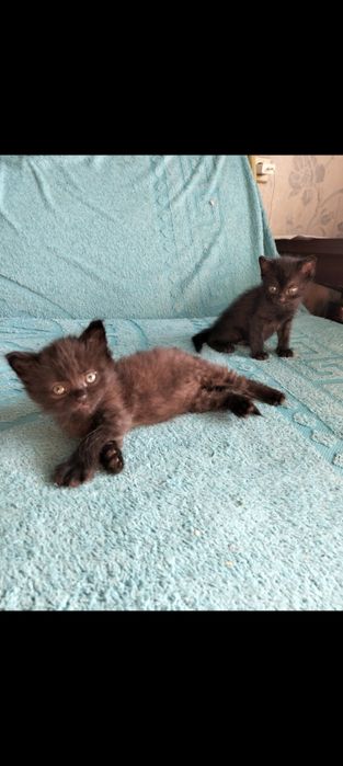 Маленькі кошенята в руки