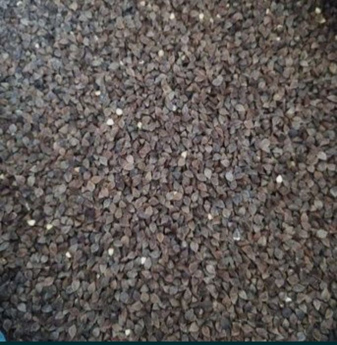 Gryka 2025 na siew i poplony