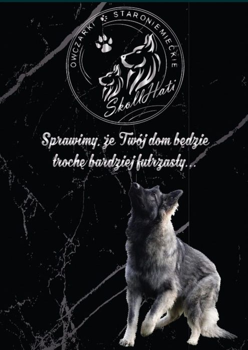 Owczarek staroniemiecki