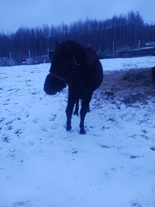 Sprzedam klacz huculską