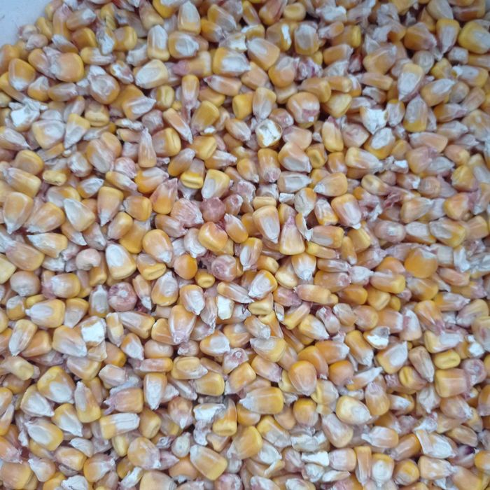 Kukurydza sucha 2025