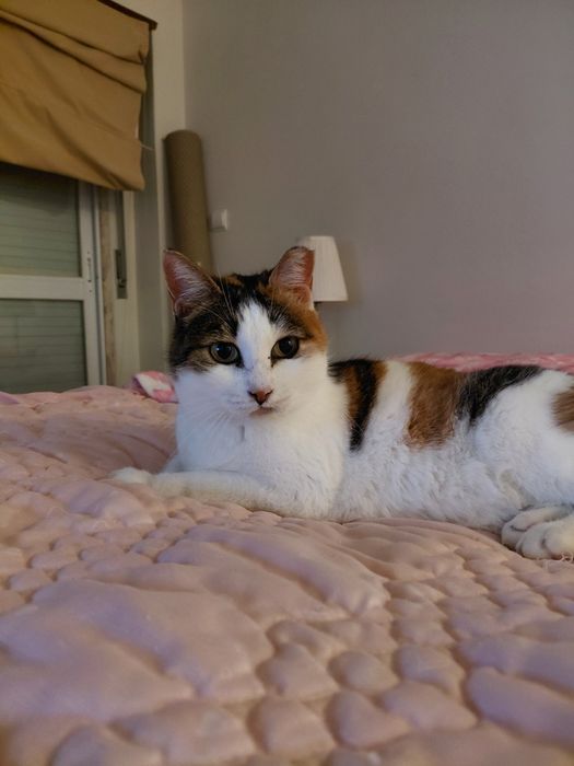 Sally- gatinha muito muito meiga para adoção