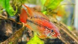Pielęgniczka czerwonogrzbieta (Apistogramma macmasteri)