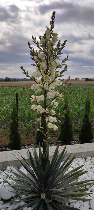 Juka ogrodowa biały kwiat yuka