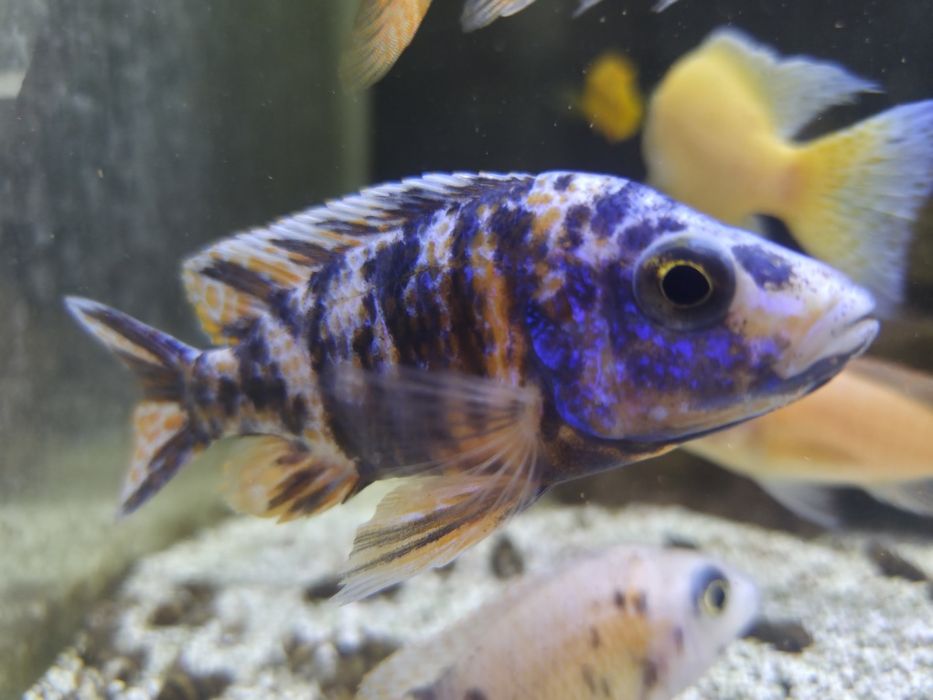 Ciclideos Aulonocaras ob