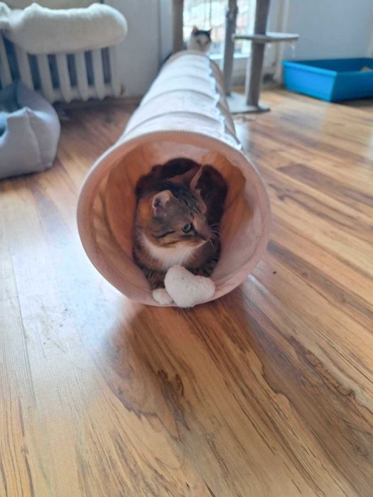 Pokochaj KULISIA - kocurka z niedowładem nóżek