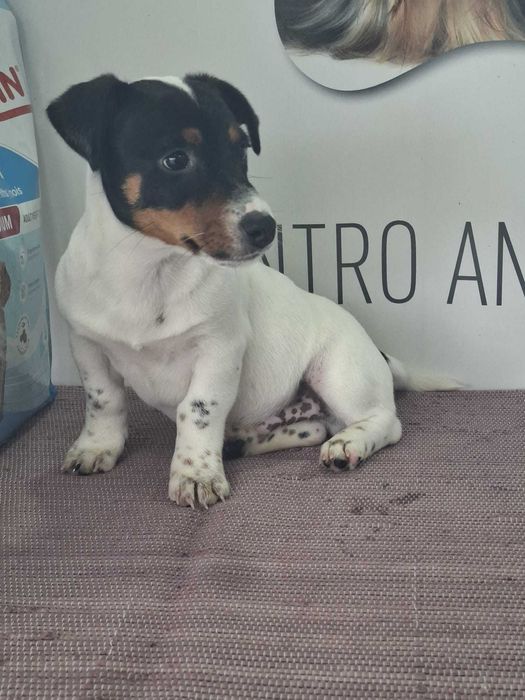 Cachorro Jack Russel TOP