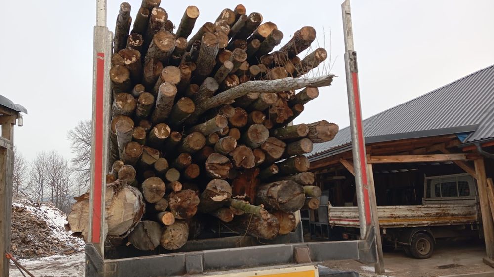 Drewno opałowe suche lisciaste w kłodzie