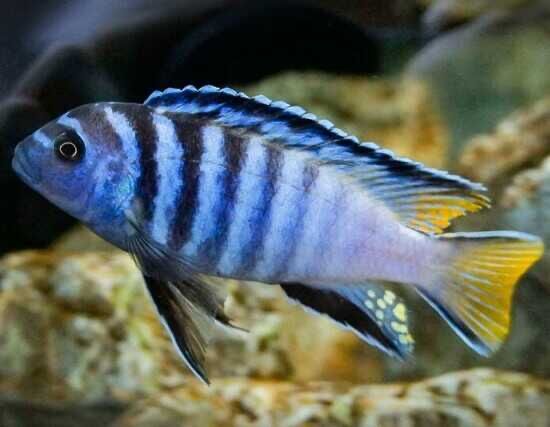 Pyszczak Elongatus Mpanga