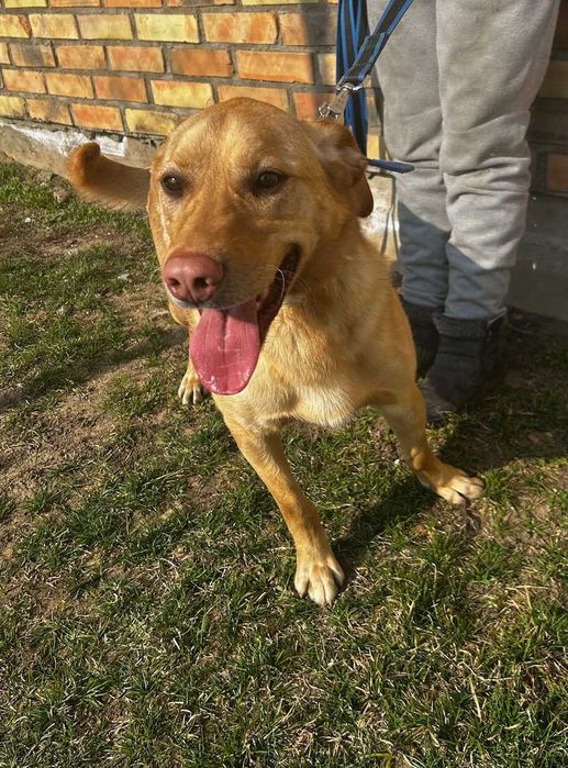 Słodki KARMEL szuka domu