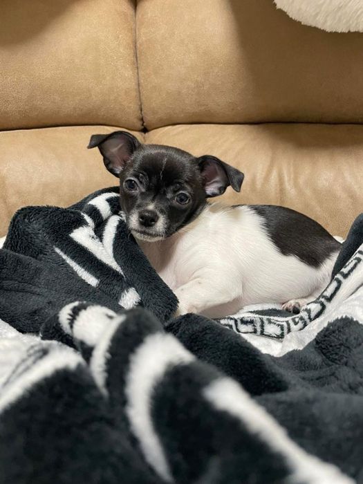 Девочка Чихуахуа