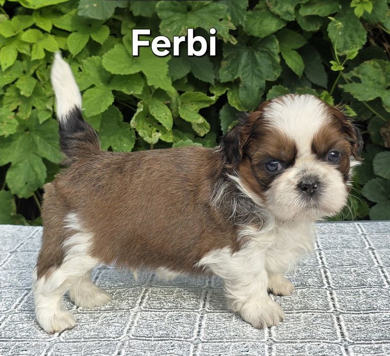 Piesek Shih tzu ZKWP