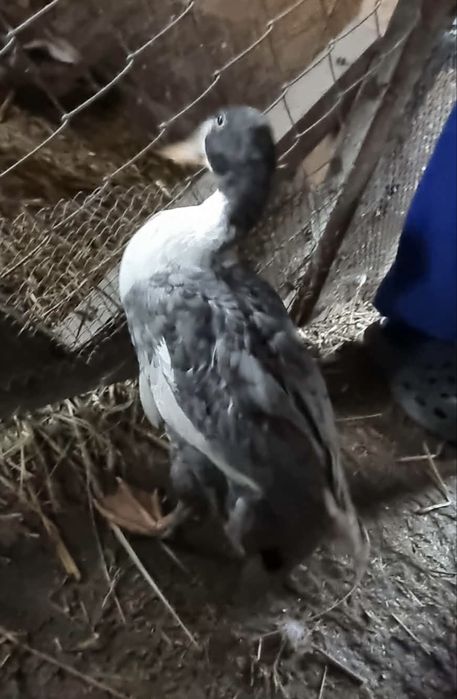 Kaczka biegus  1 sztuka