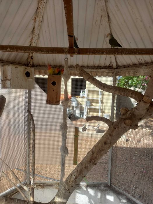 Jovem Perus à venda e muitas outras aves
