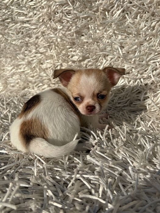 Chihuahua Macho Tricolor