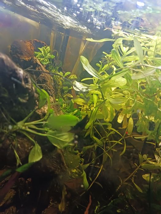 Krewetka celuco red dragon 5szt