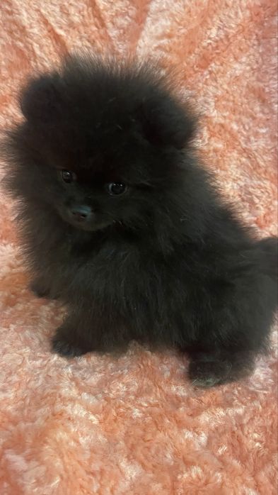 Померанський шпіц міні