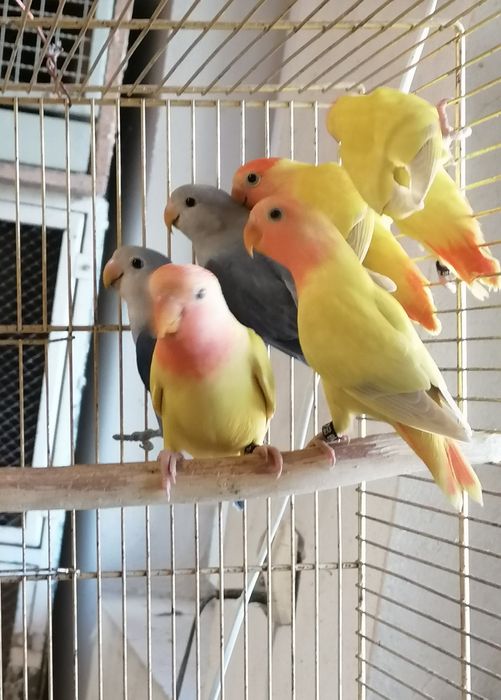 Młode nierozłączki