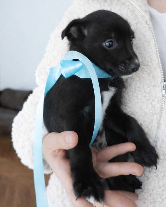 Цуценя хлопчик, безкоштовно в добрі руки