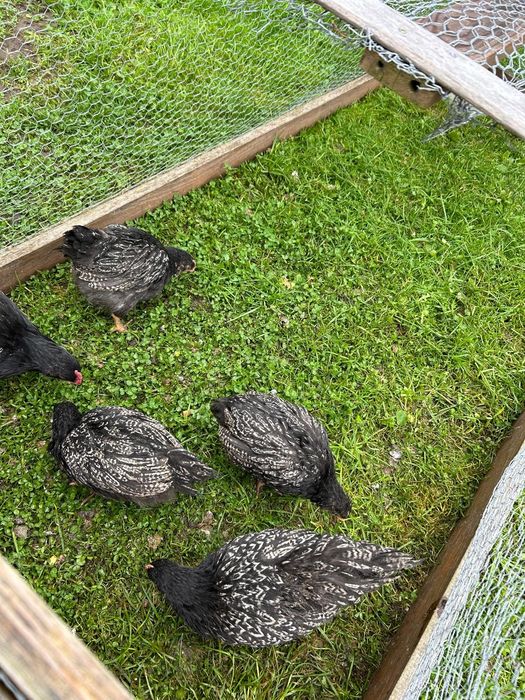 Blandewery wandoty srebrouskowane