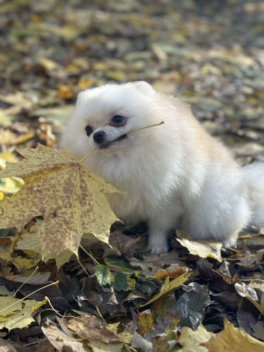 Померанський шпіц дівчинка мікро