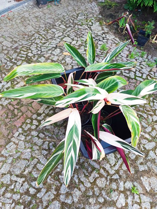 Stromanthe Triostar