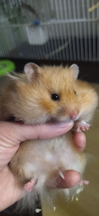 Ангорские сатиновые сирийцы
