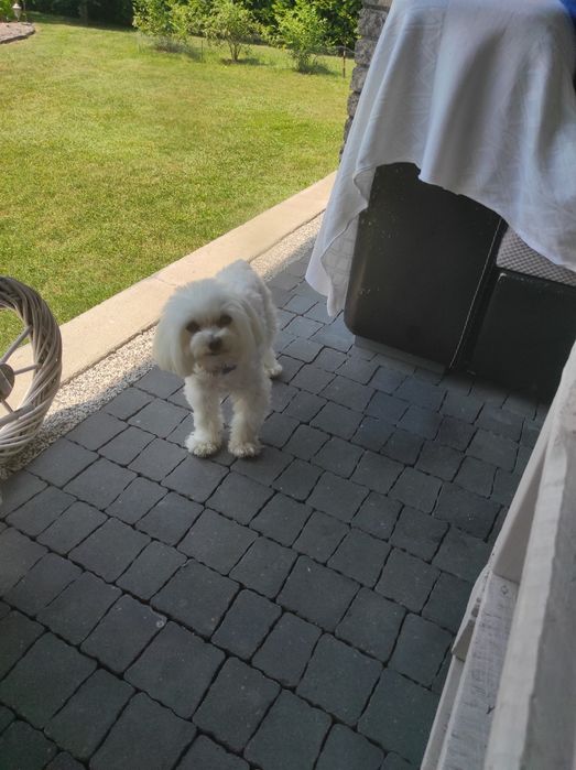 Reproduktor Maltańczyk malutki - z uprawnieniami Krycie