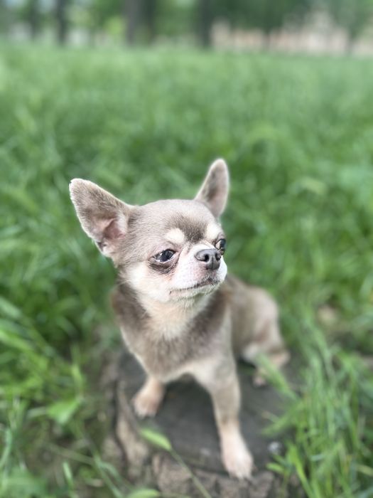 Вязка. Очень красивый мальчик чихуахуа