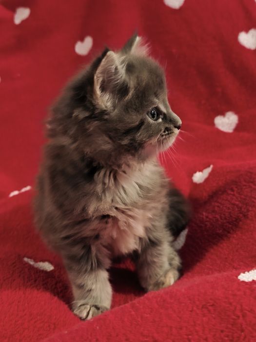 Maine Coon koteczka